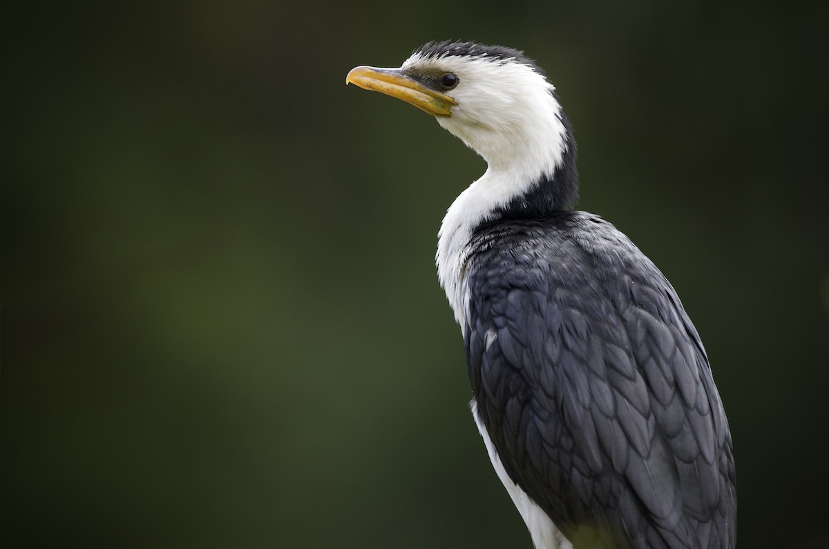 Little Pied Cormorant - ML643265607