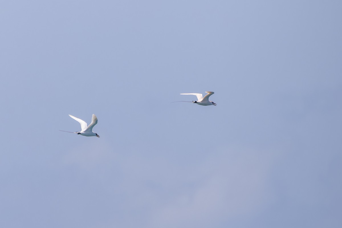 Red-tailed Tropicbird - ML643265608