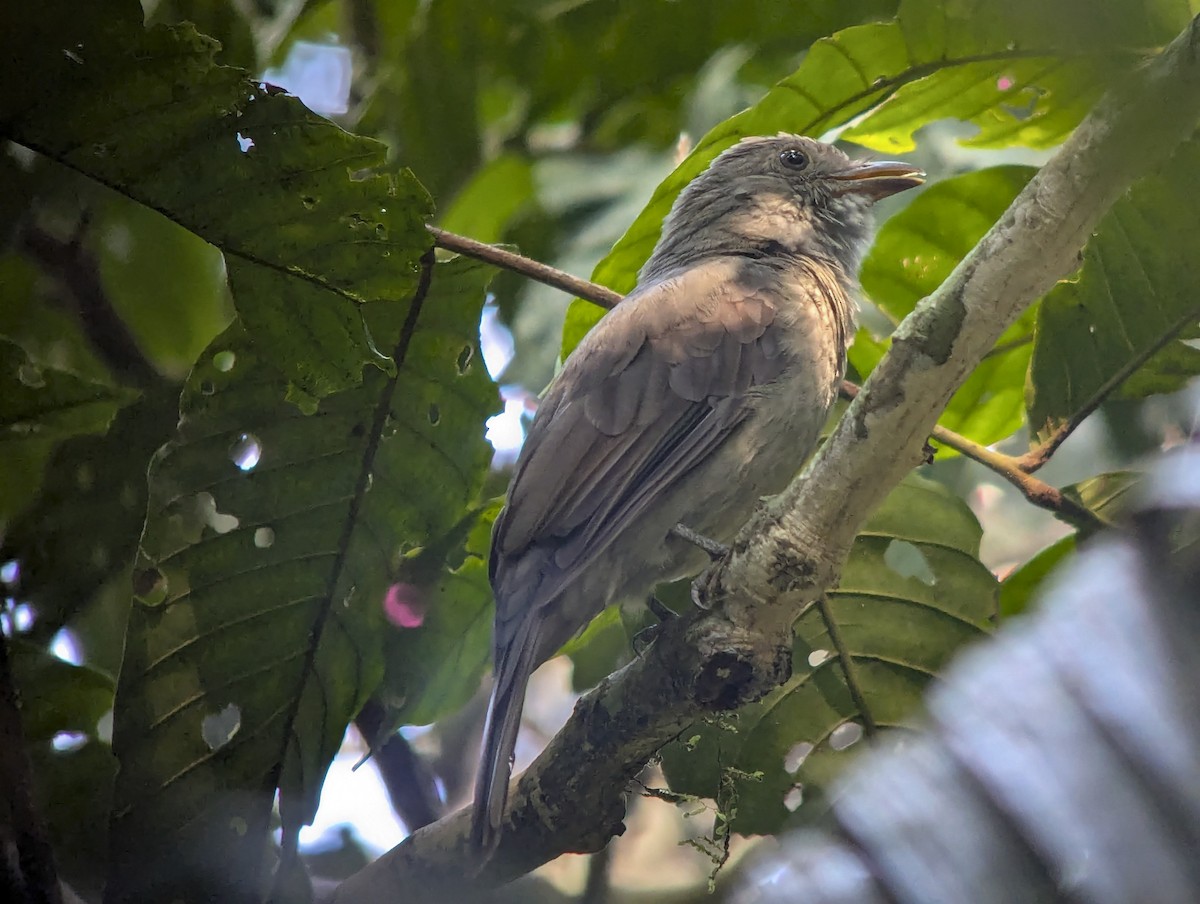 Screaming Piha - ML643265618