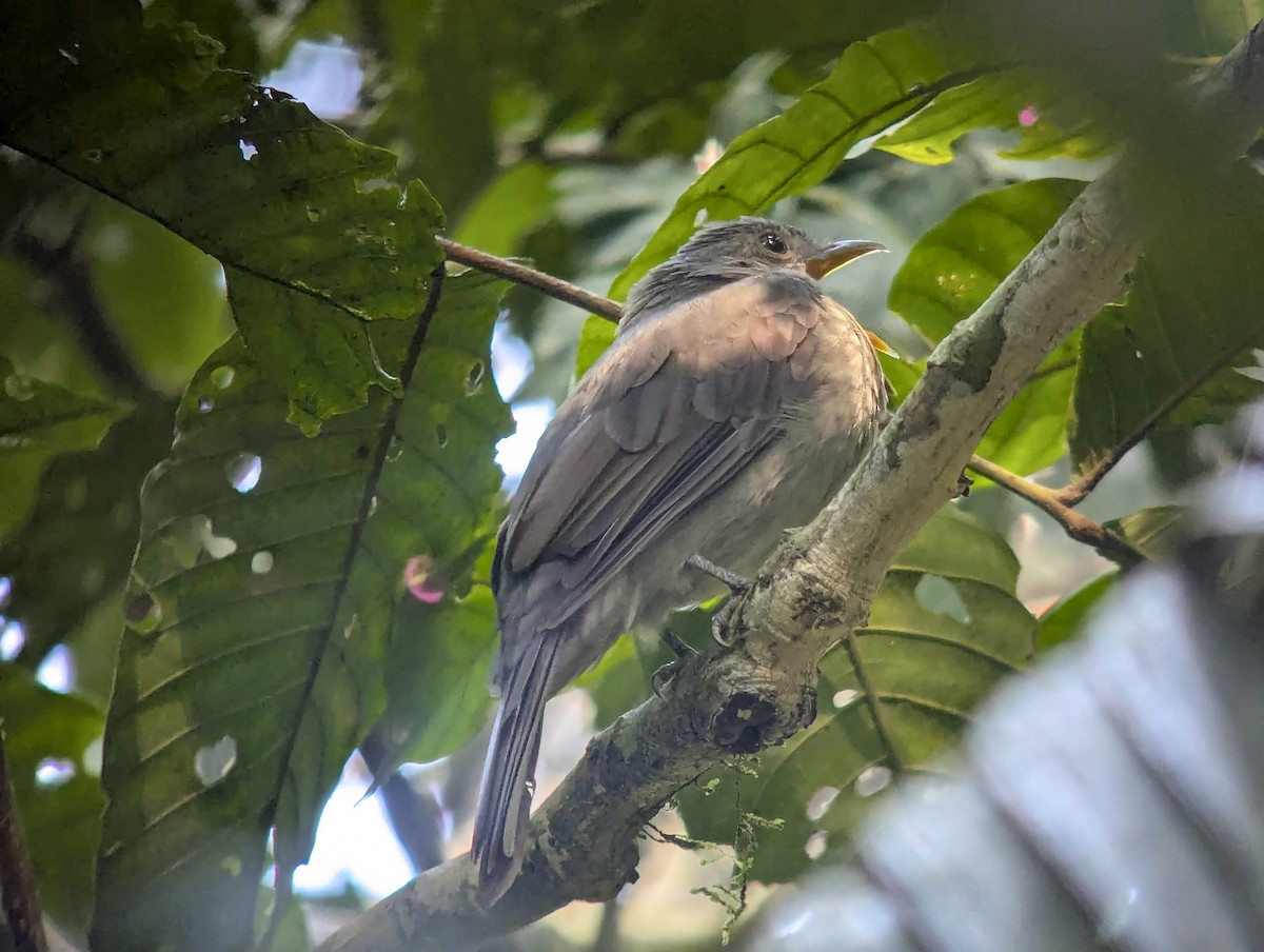 Screaming Piha - ML643265619