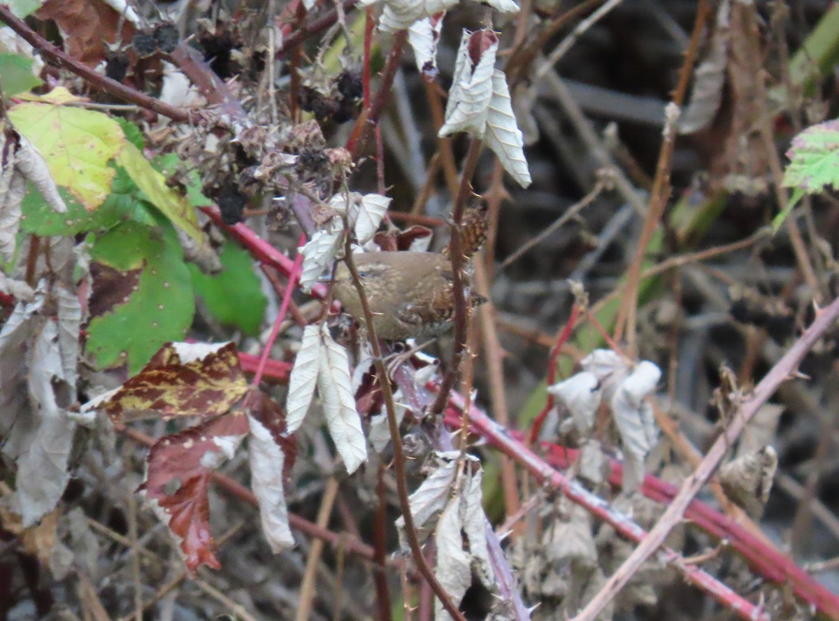 Pacific Wren - ML643265627