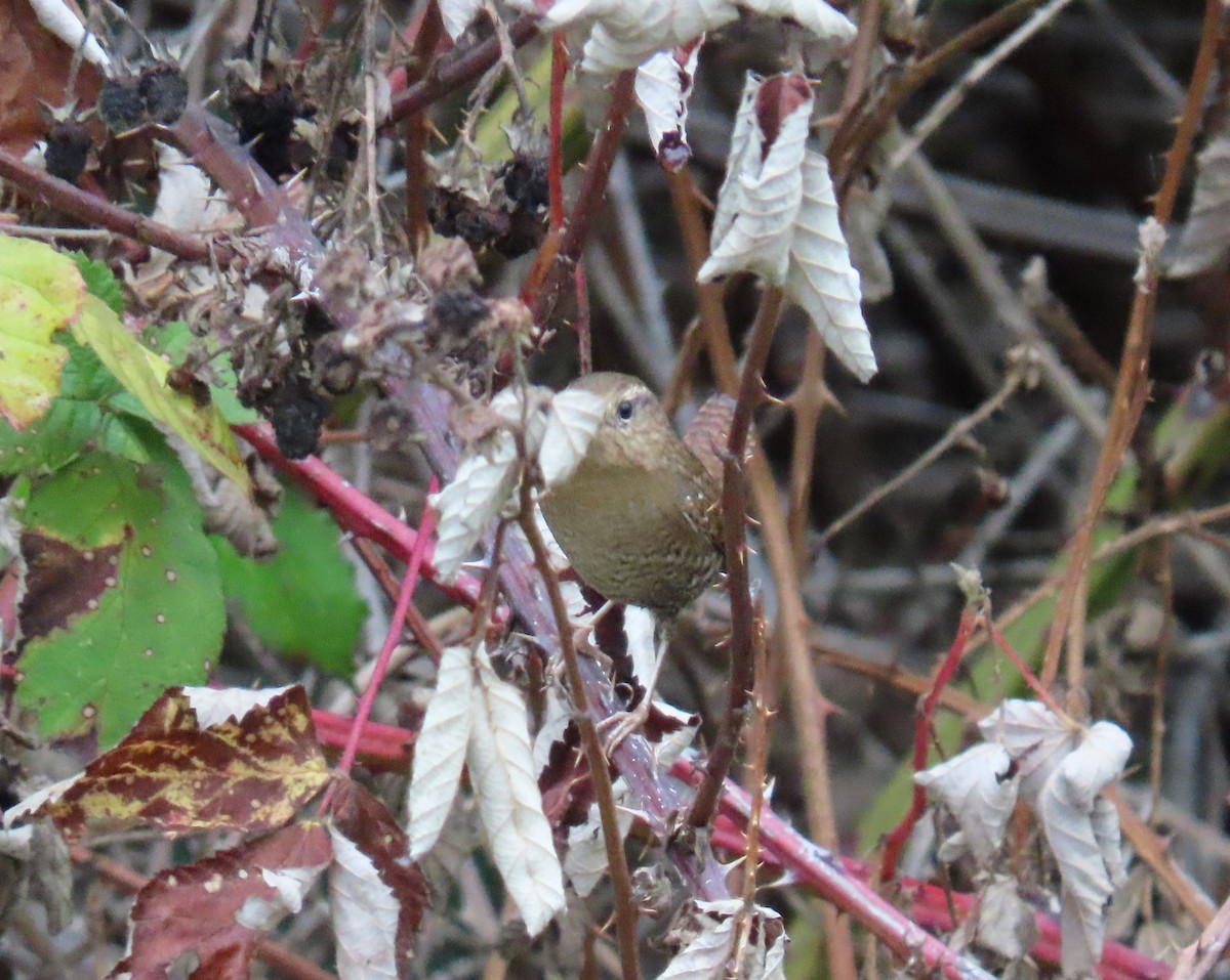 Pacific Wren - ML643265632