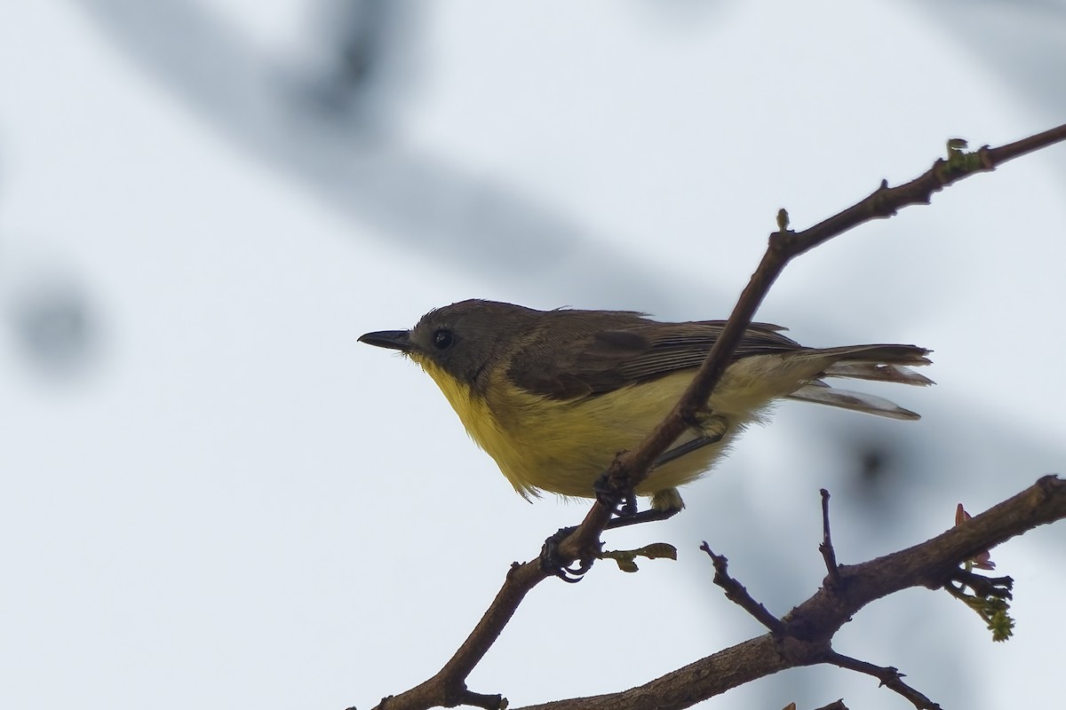 Golden-bellied Gerygone - ML643265642