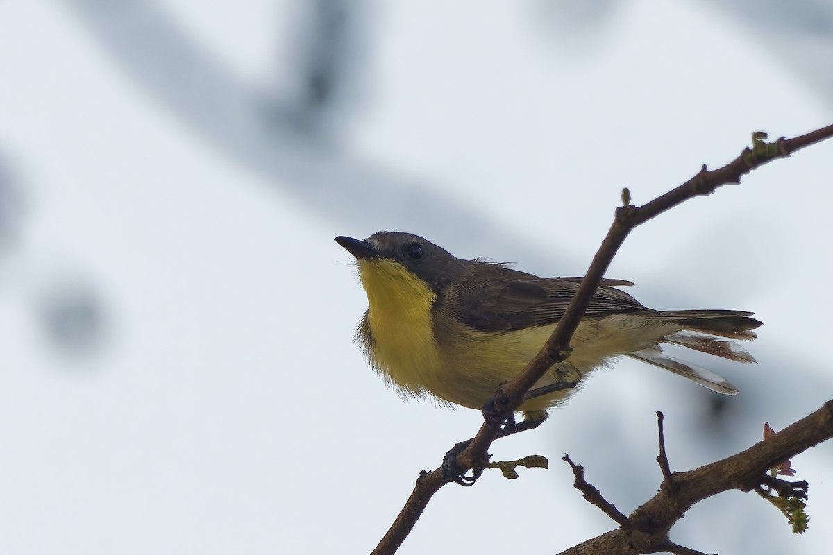 Golden-bellied Gerygone - ML643265643