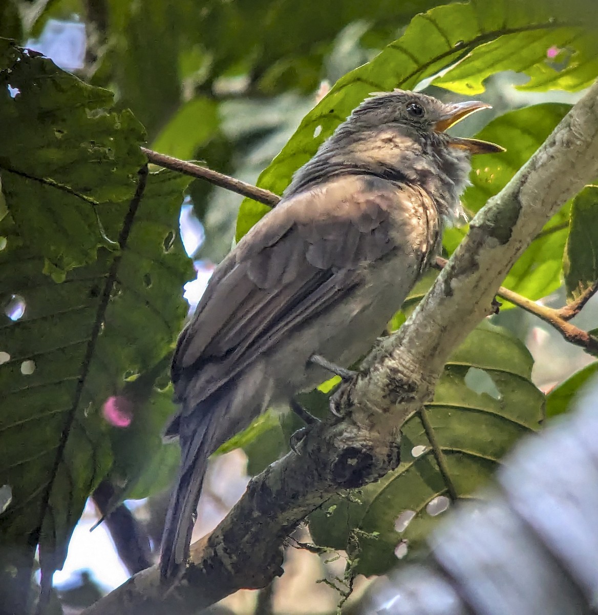 Screaming Piha - ML643265645