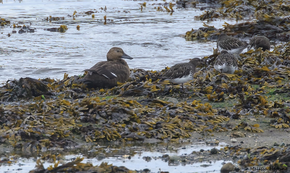 Steller's Eider - ML643265650