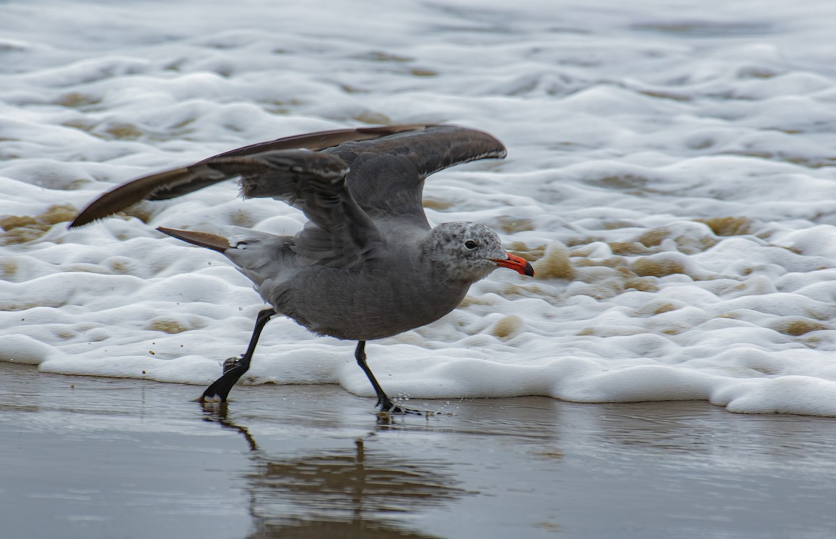 Heermann's Gull - ML643265653