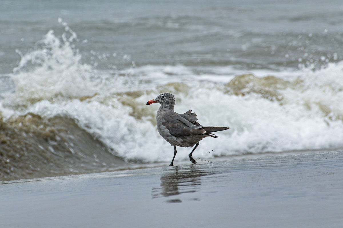 Heermann's Gull - ML643265665