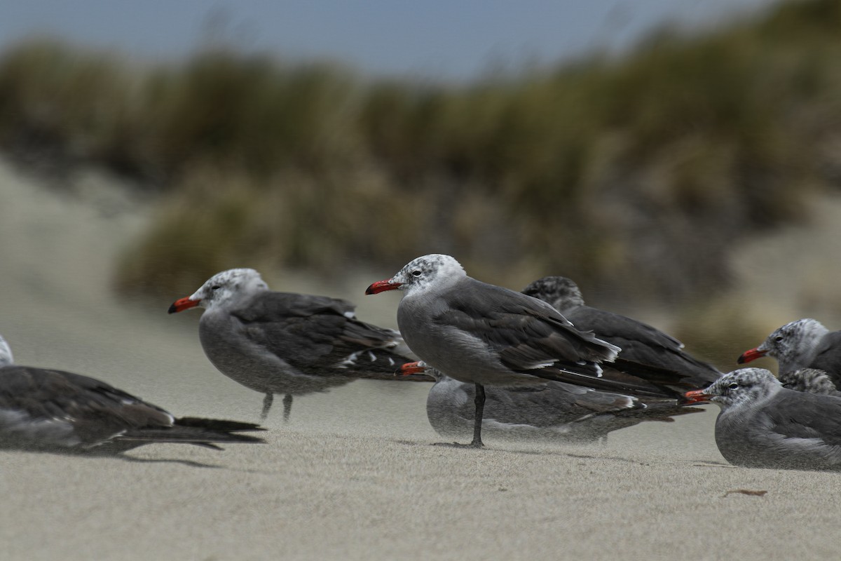 Heermann's Gull - ML643265667