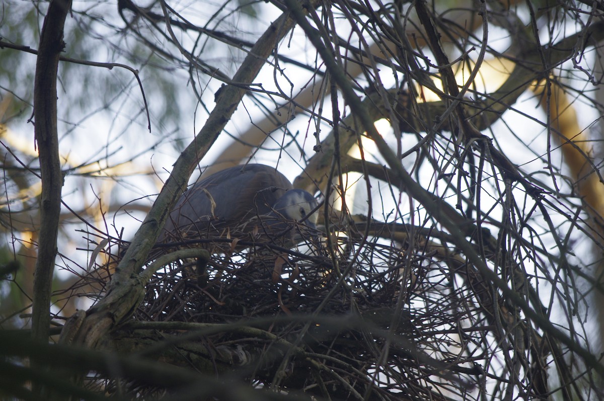 White-faced Heron - ML643265670