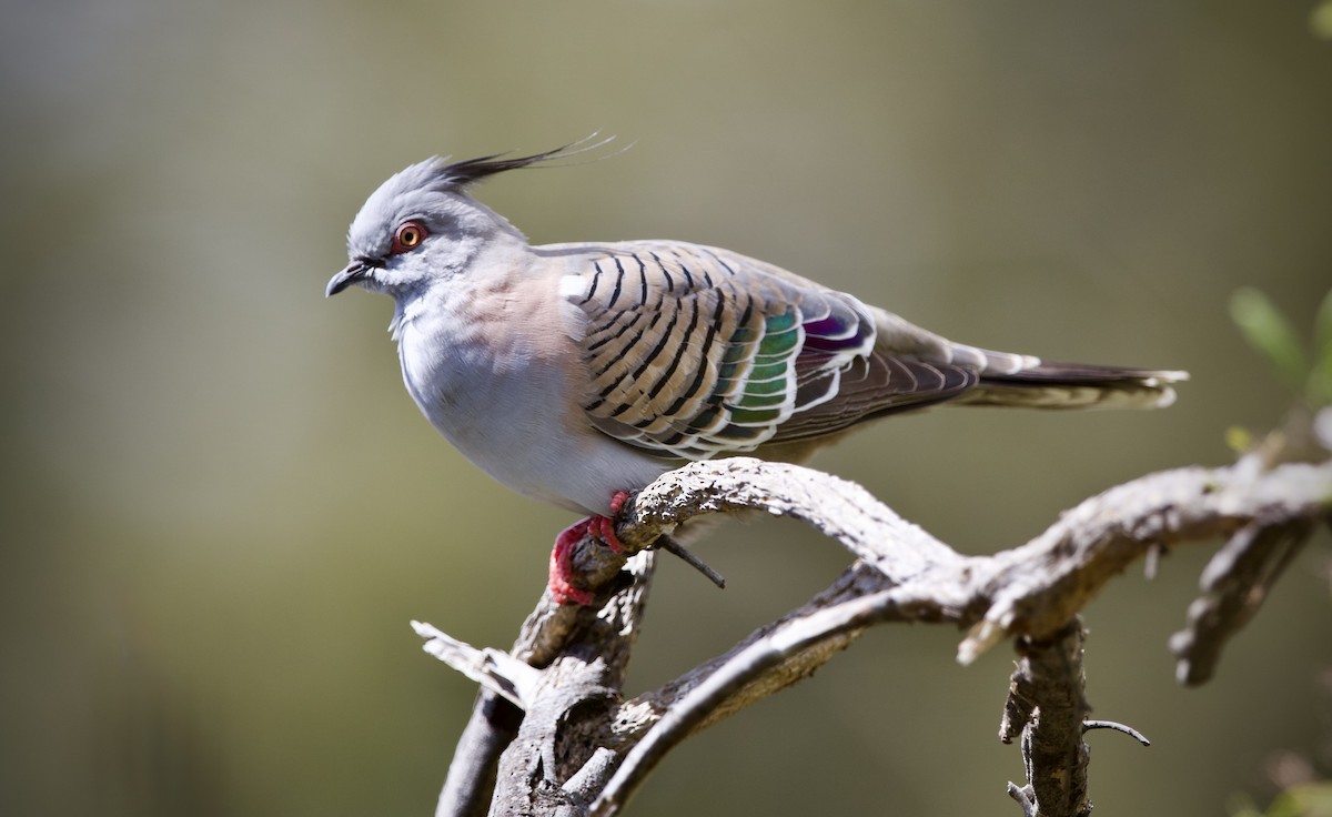 Crested Pigeon - ML643265672