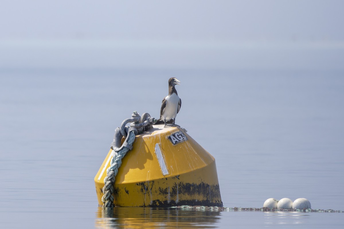 Masked Booby - ML643265678