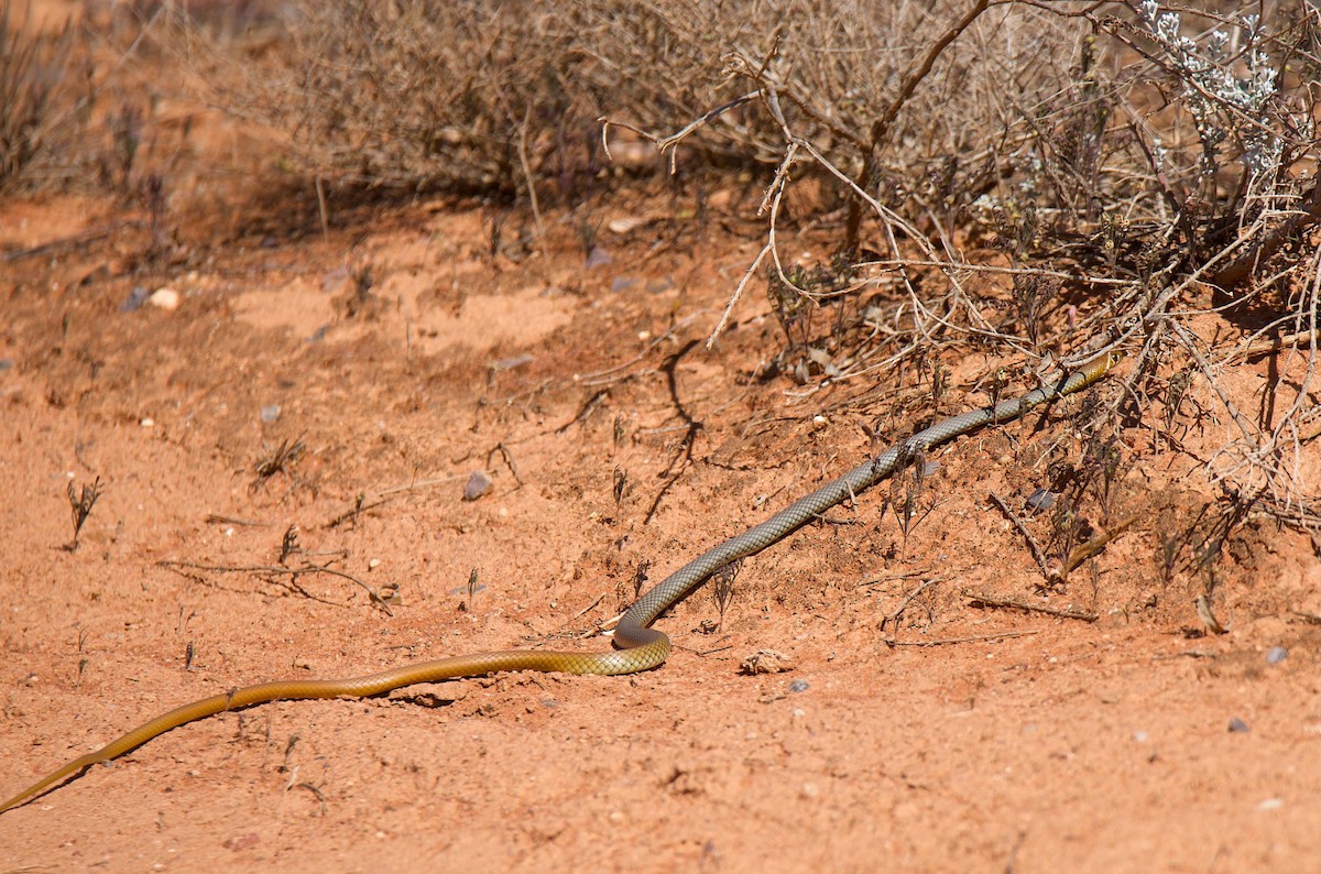 Animals - ML643265680