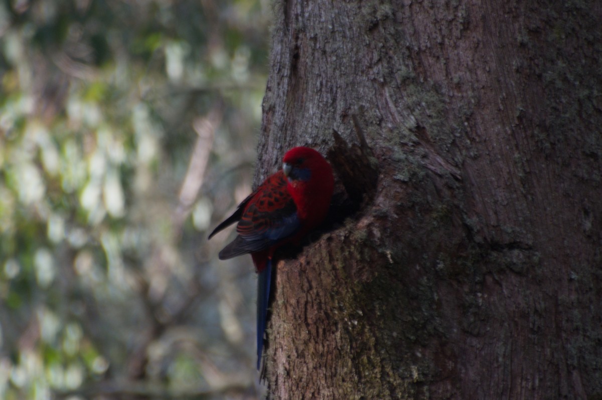 Crimson Rosella - ML643265698