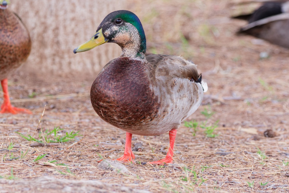 Hybride Canard colvert x C. du Mexique - ML643265717