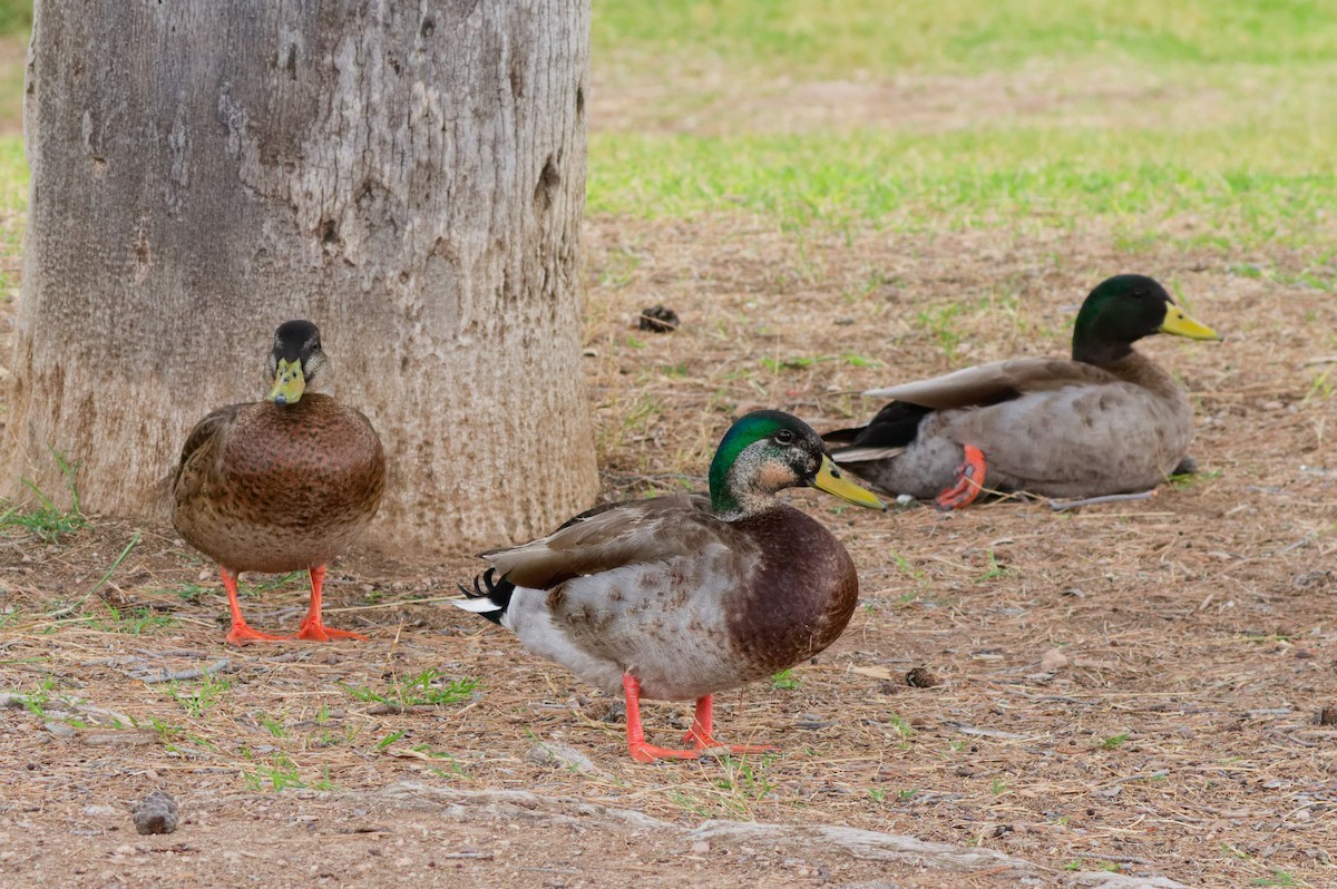 Hybride Canard colvert x C. du Mexique - ML643265719