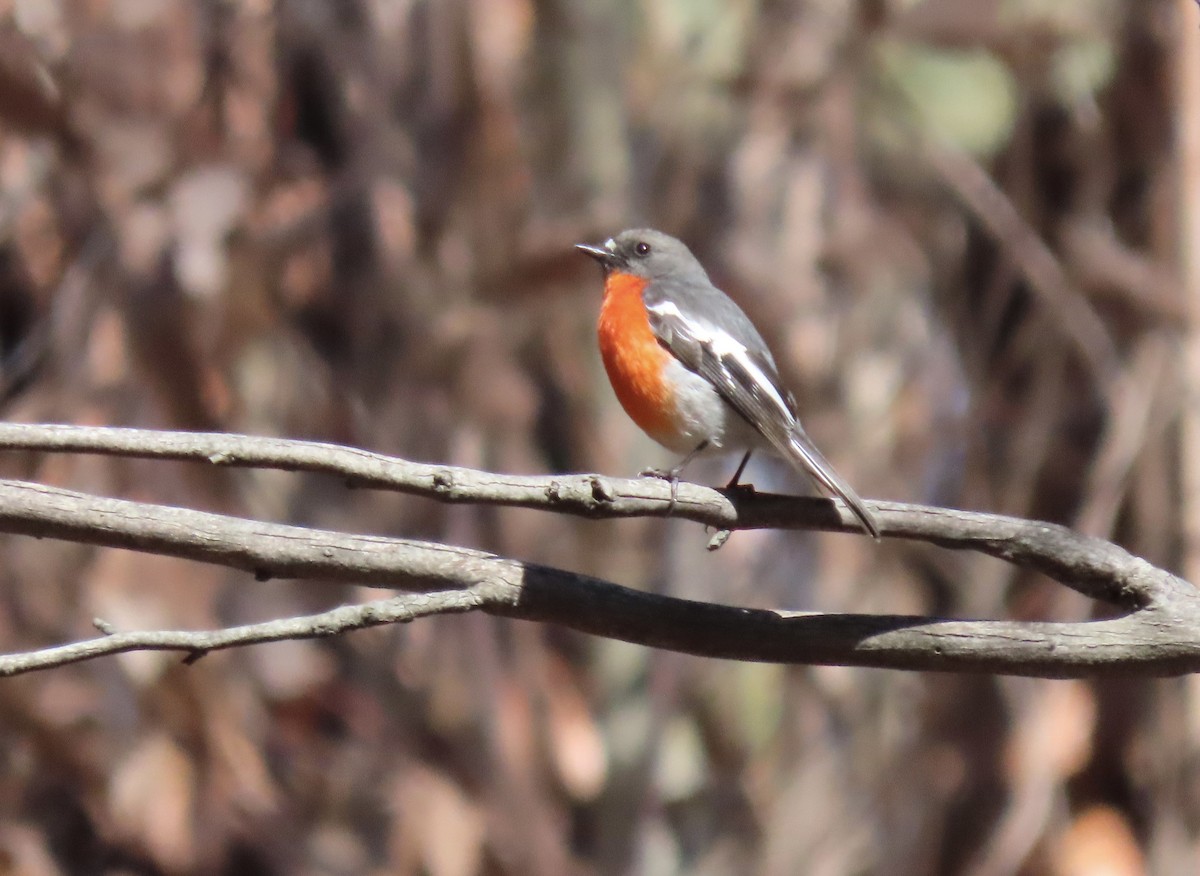 Flame Robin - ML643265747