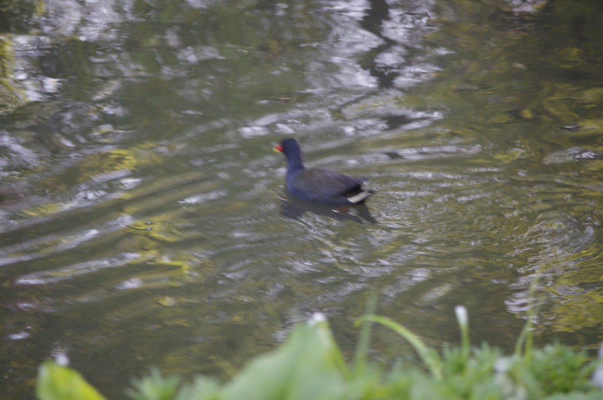 Dusky Moorhen - ML643265752