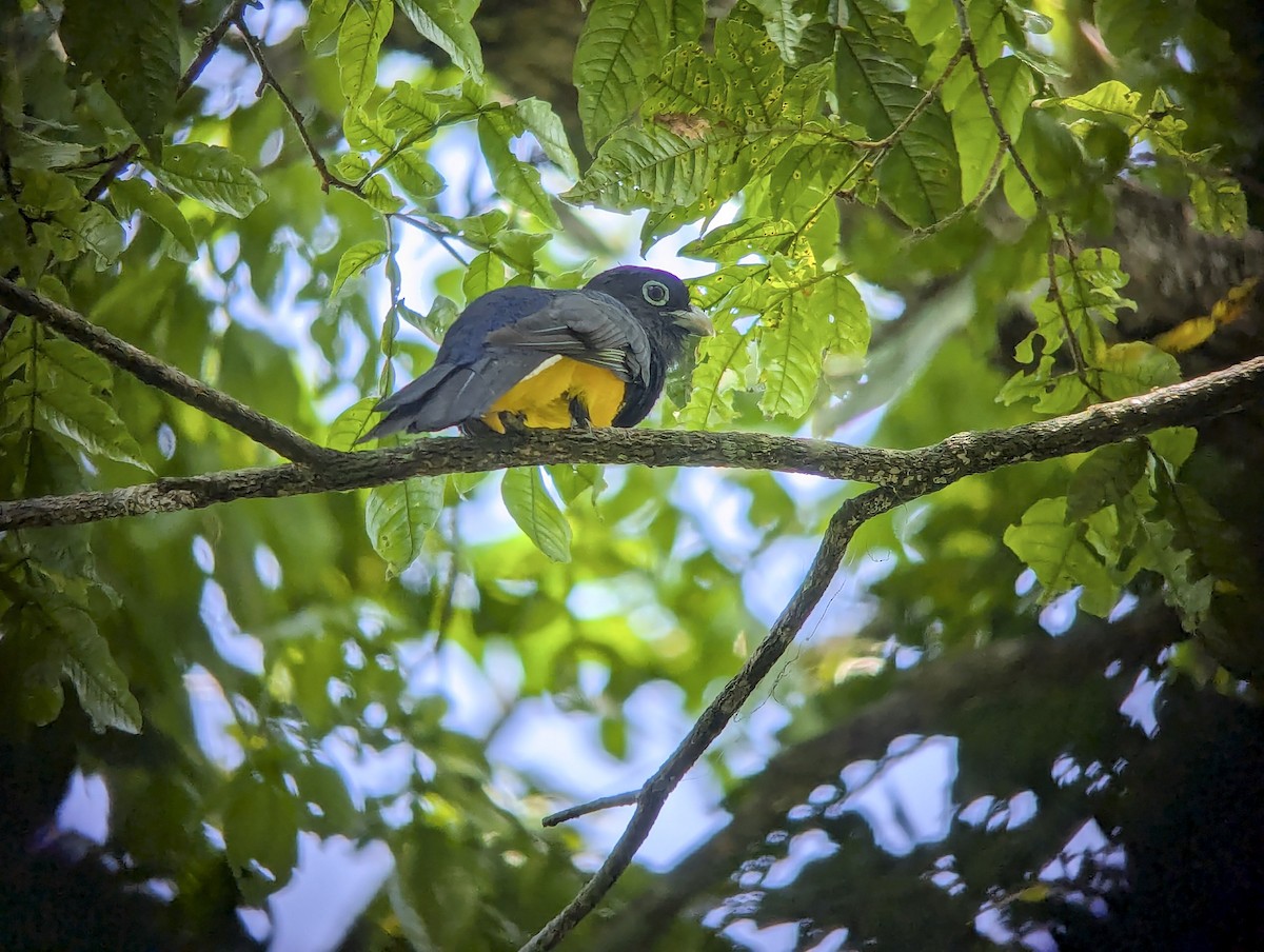 Amazonian Black-throated Trogon - ML643265759