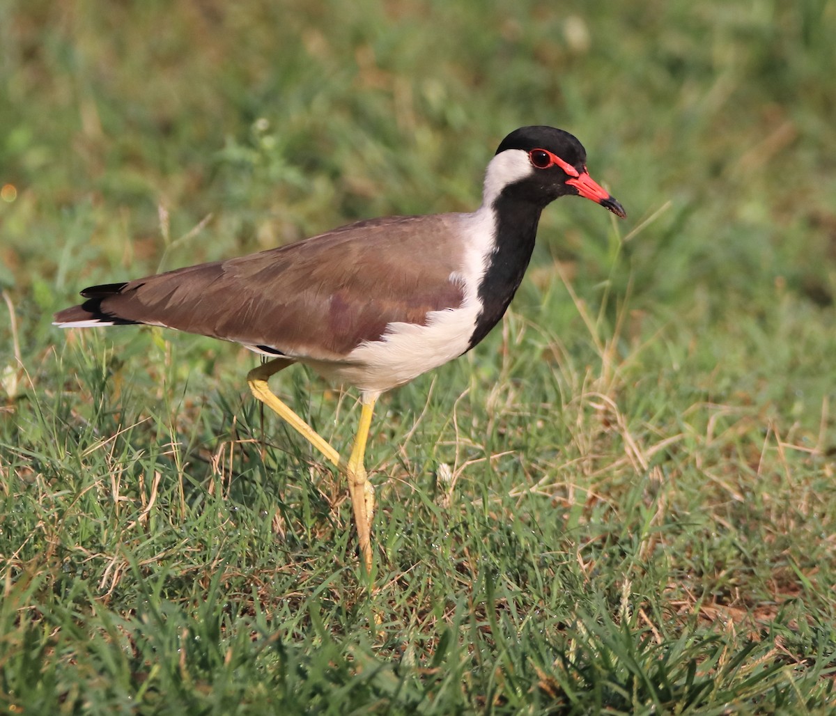 Red-wattled Lapwing - ML643265762