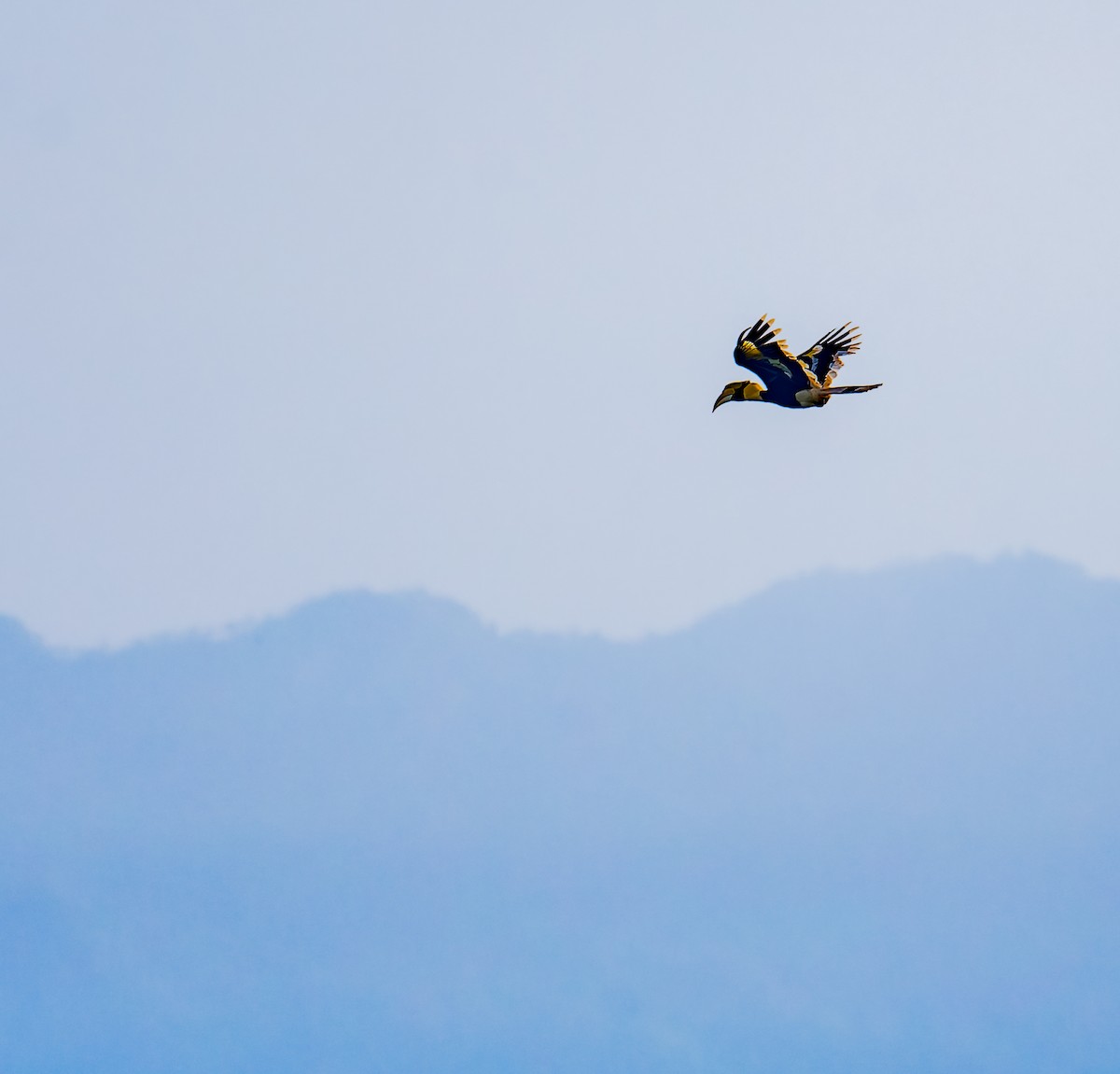 Great Hornbill - ML643265772