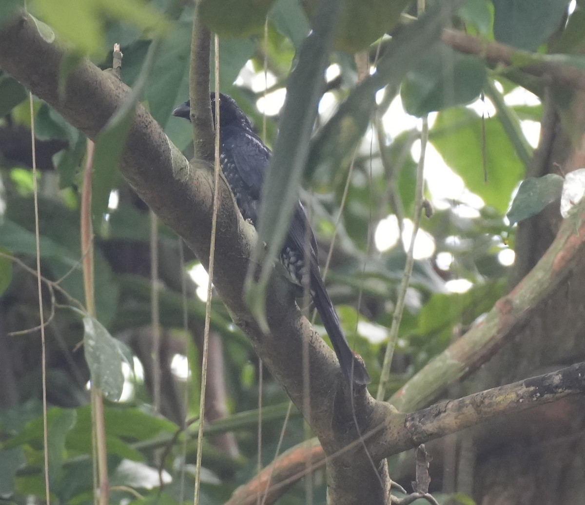 Crow-billed Drongo - ML643265775