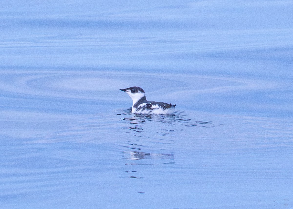 Marbled Murrelet - ML643265802