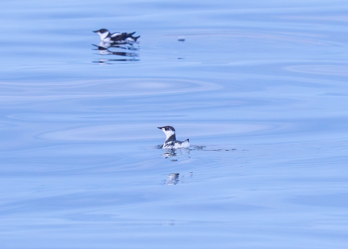 Marbled Murrelet - ML643265803