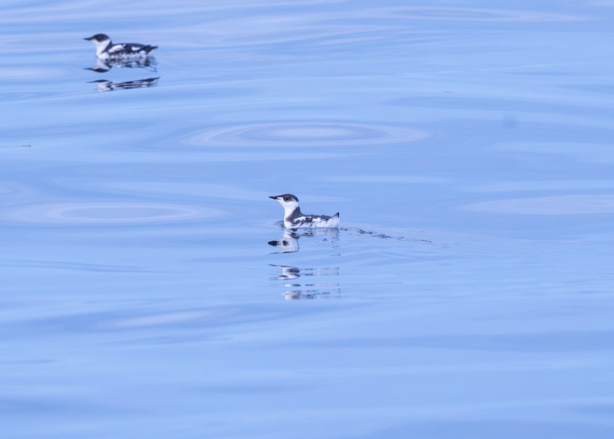 Marbled Murrelet - ML643265804