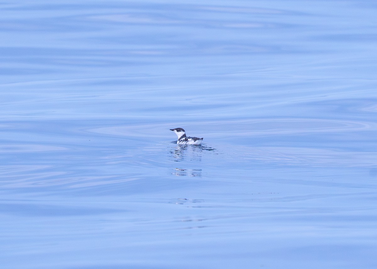 Marbled Murrelet - ML643265805