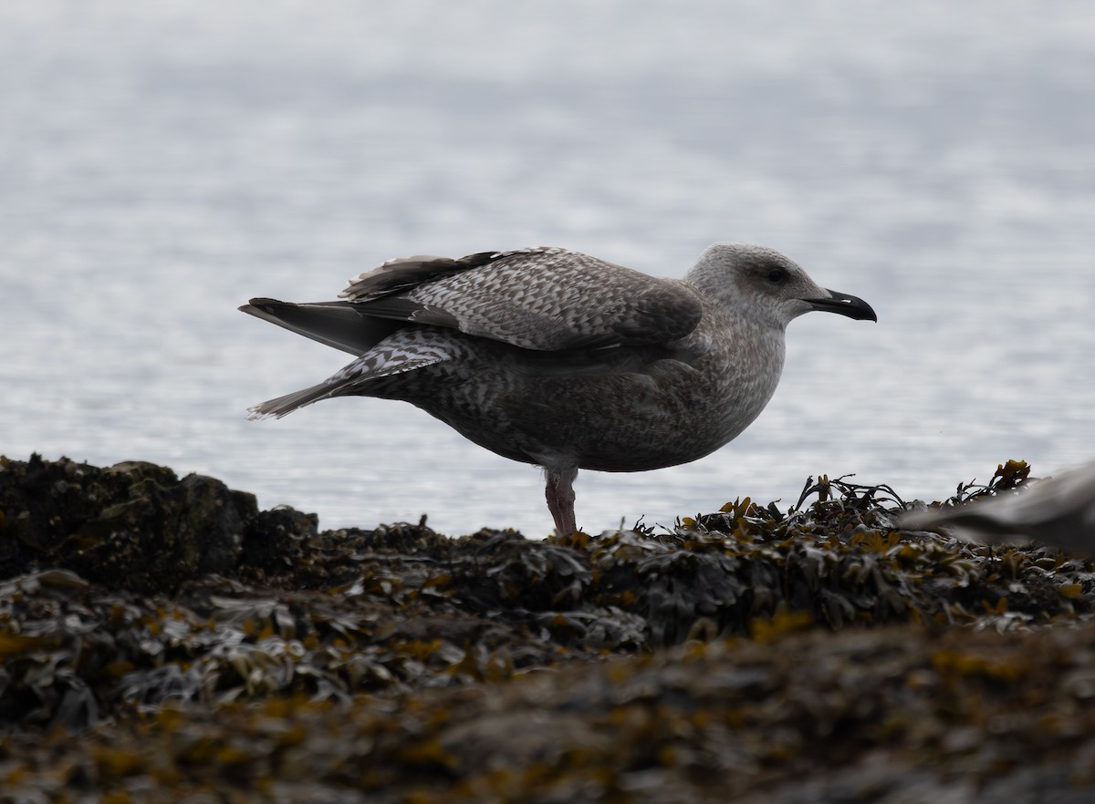 Iceland Gull (Thayer's) - ML643265816