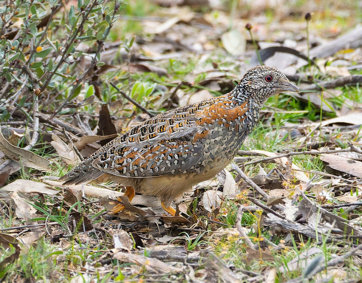 Painted Buttonquail - ML643265855