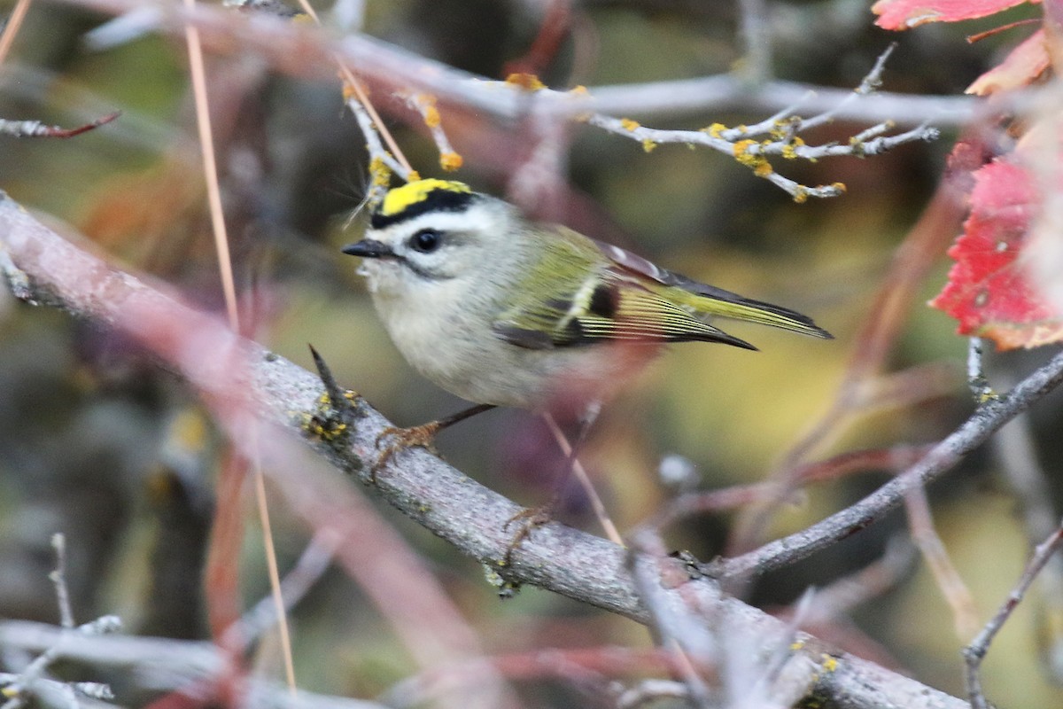 Golden-crowned Kinglet - ML643265858