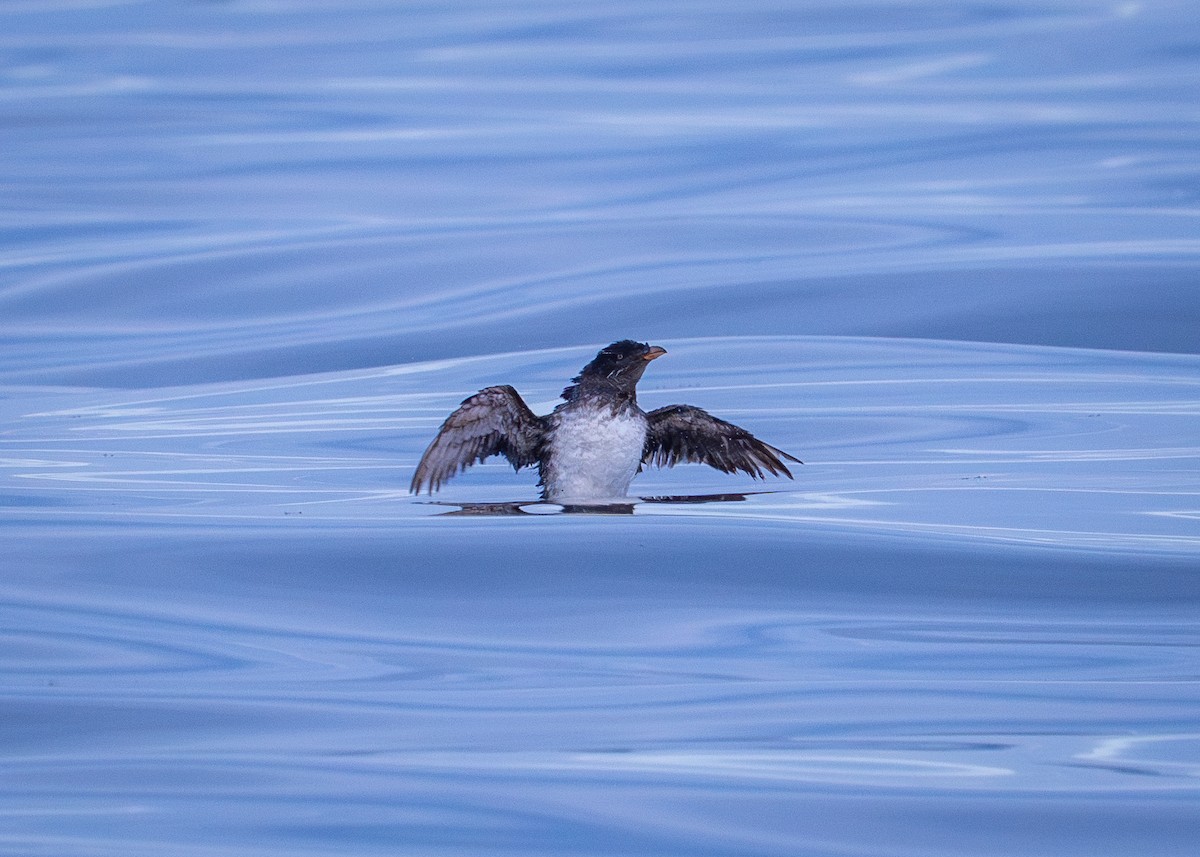 Rhinoceros Auklet - ML643265862