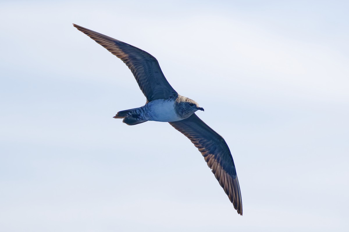 シロハラトウゾクカモメ - ML643265868