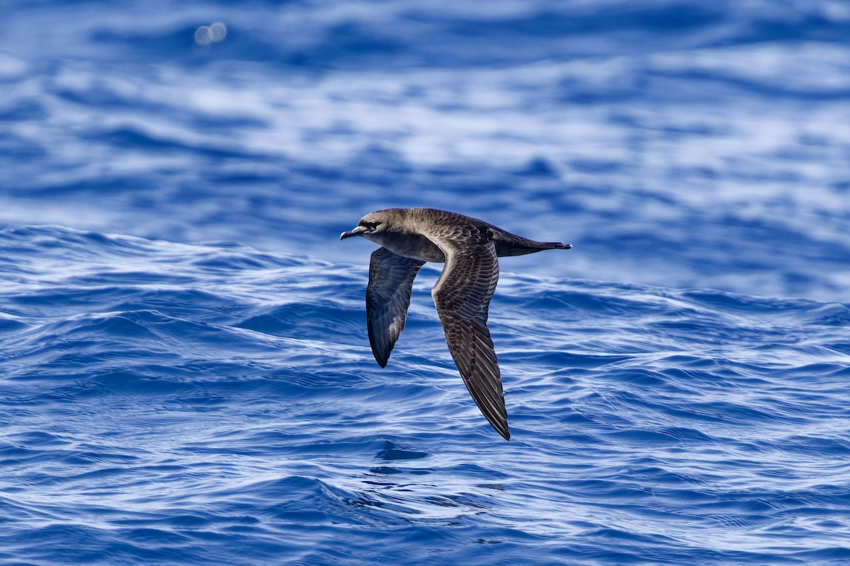Short-tailed Shearwater - ML643265869