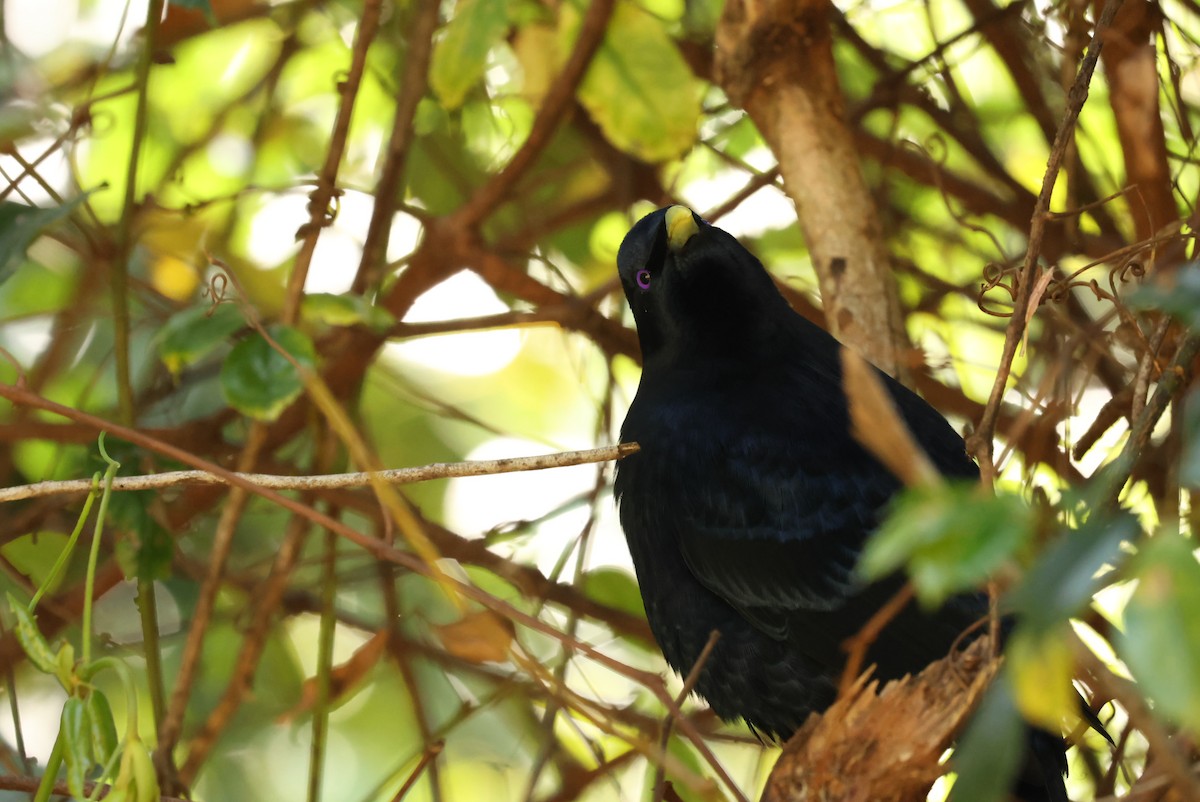 Satin Bowerbird - ML643265881