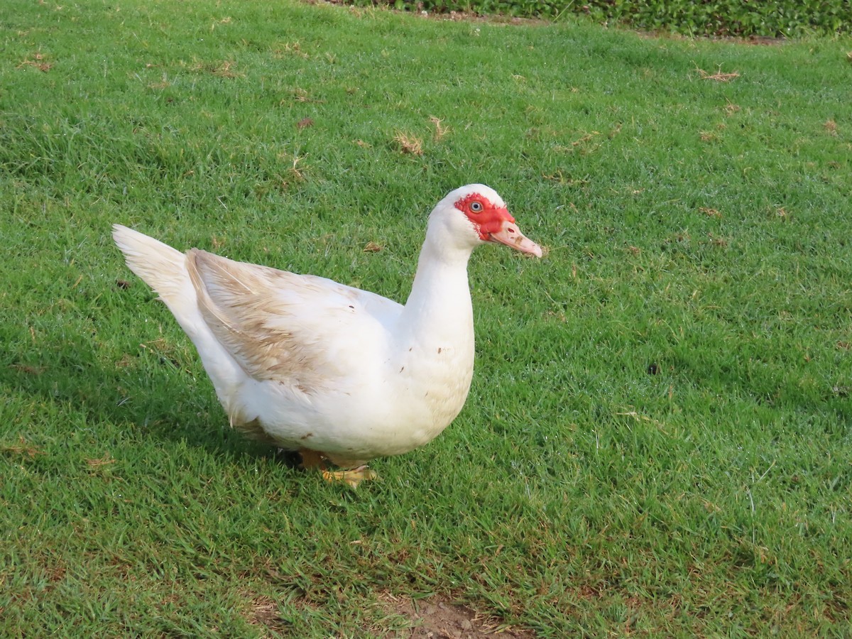 Canard musqué (forme domestique) - ML643265892