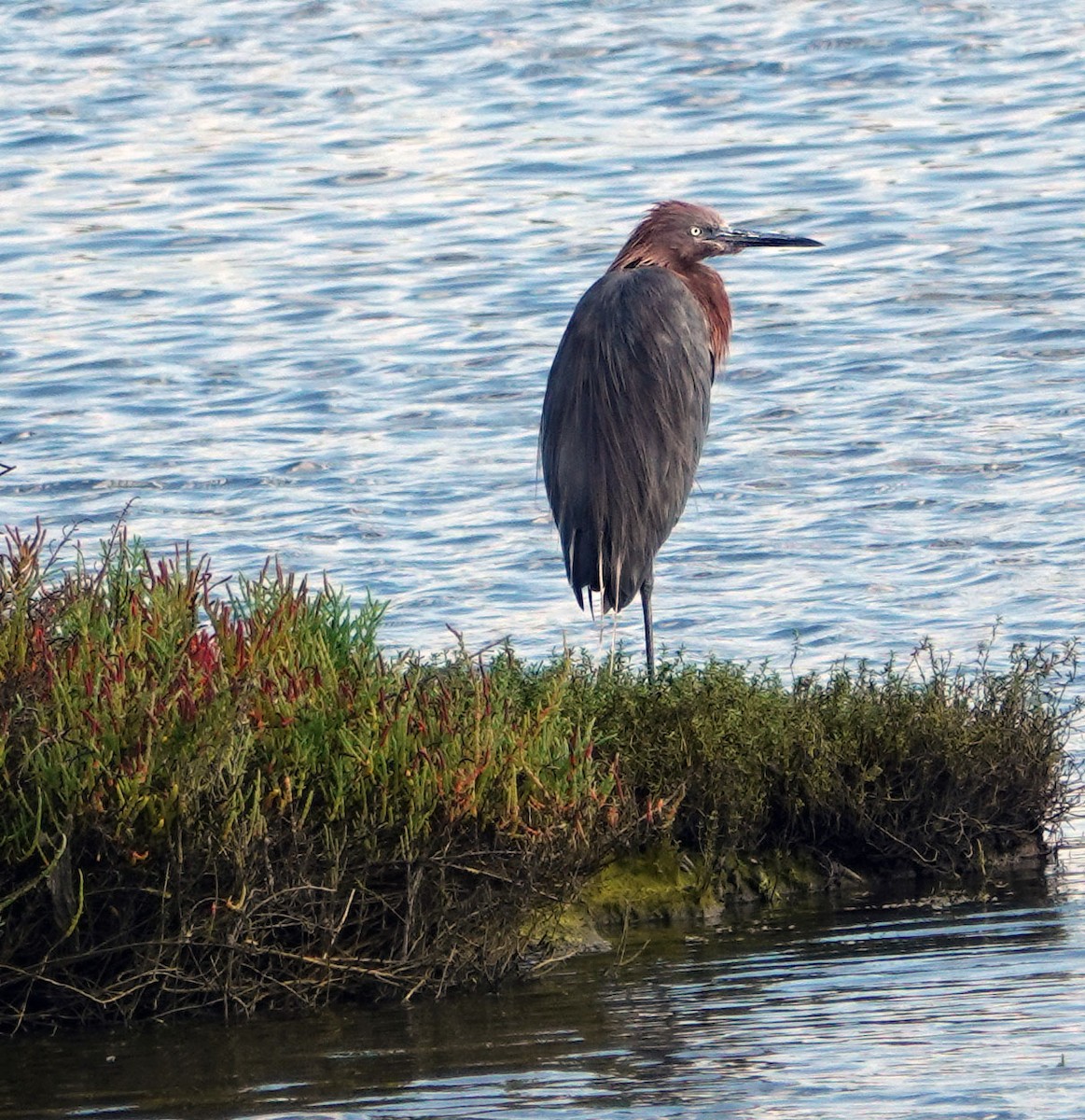 Reddish Egret - ML643265896
