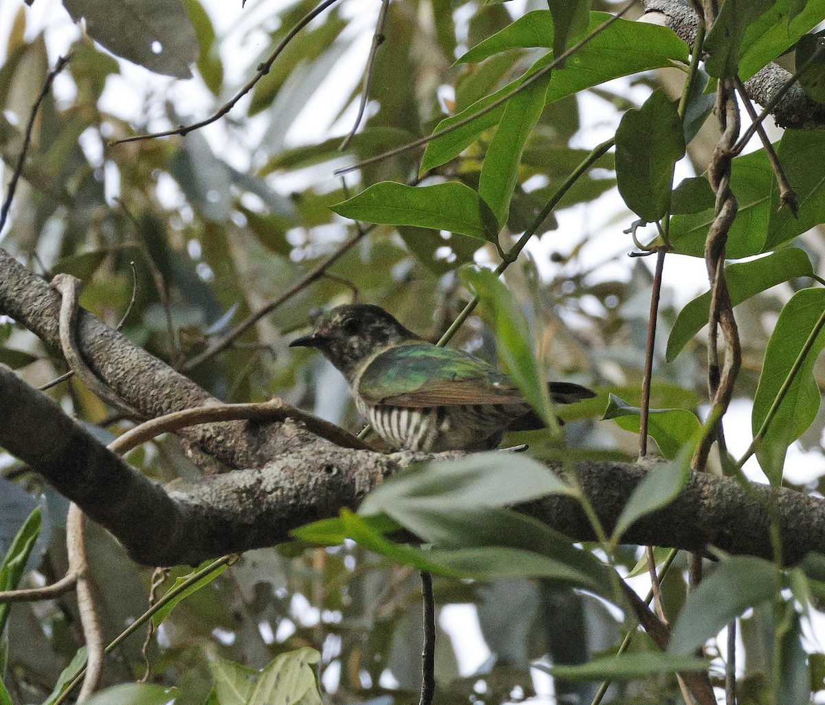 Shining Bronze-Cuckoo - ML643265904