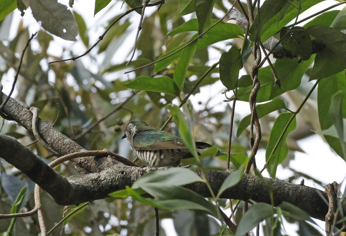 Shining Bronze-Cuckoo - ML643265905