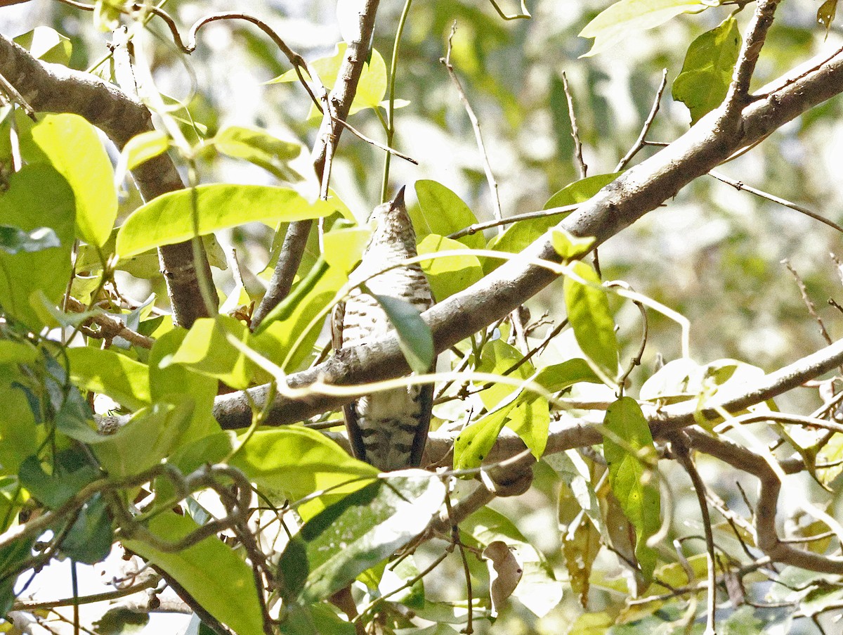 Shining Bronze-Cuckoo - ML643265906