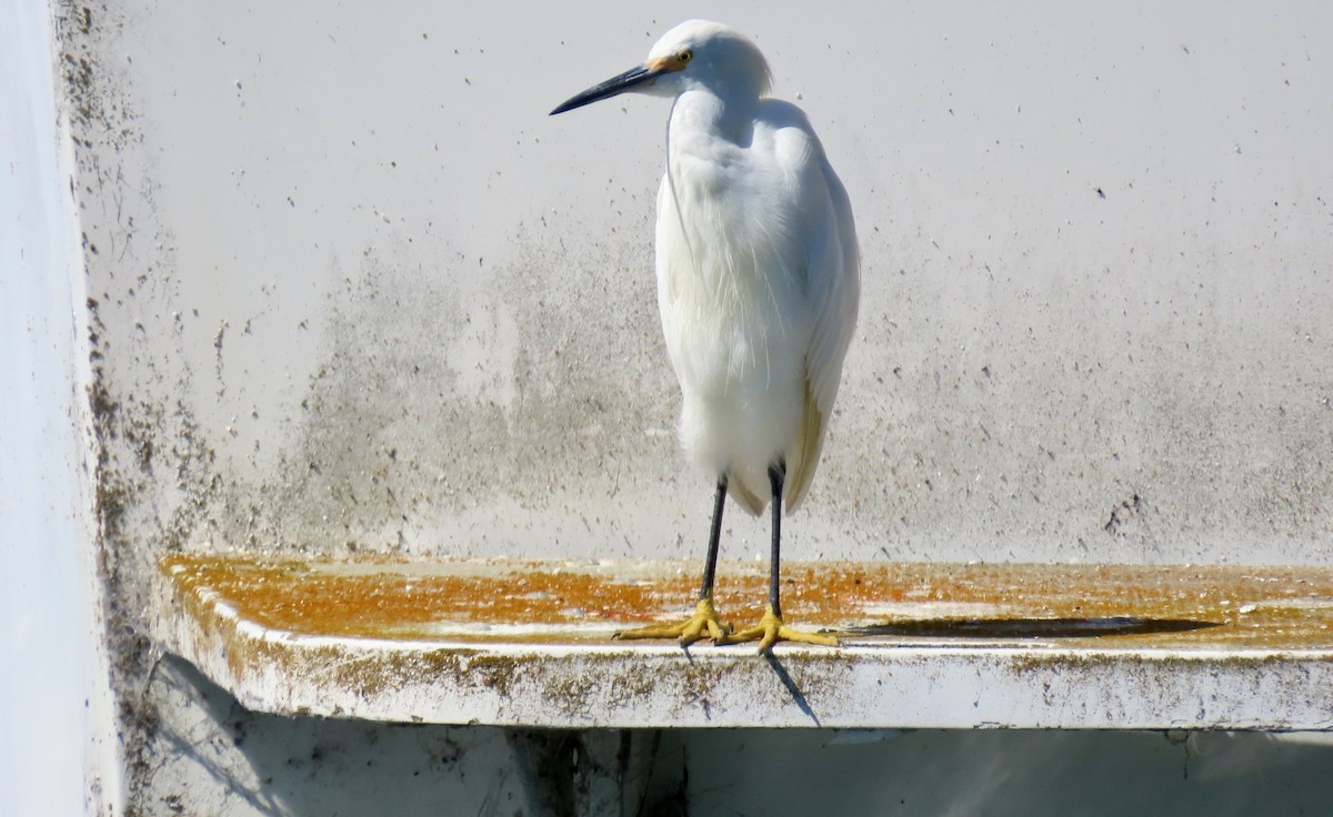 Snowy Egret - ML643265911