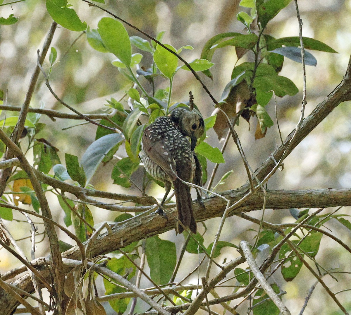 Regent Bowerbird - ML643265916