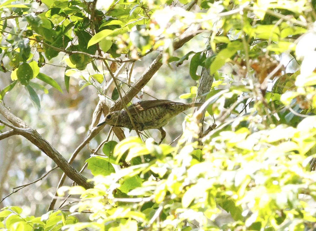 Regent Bowerbird - ML643265917