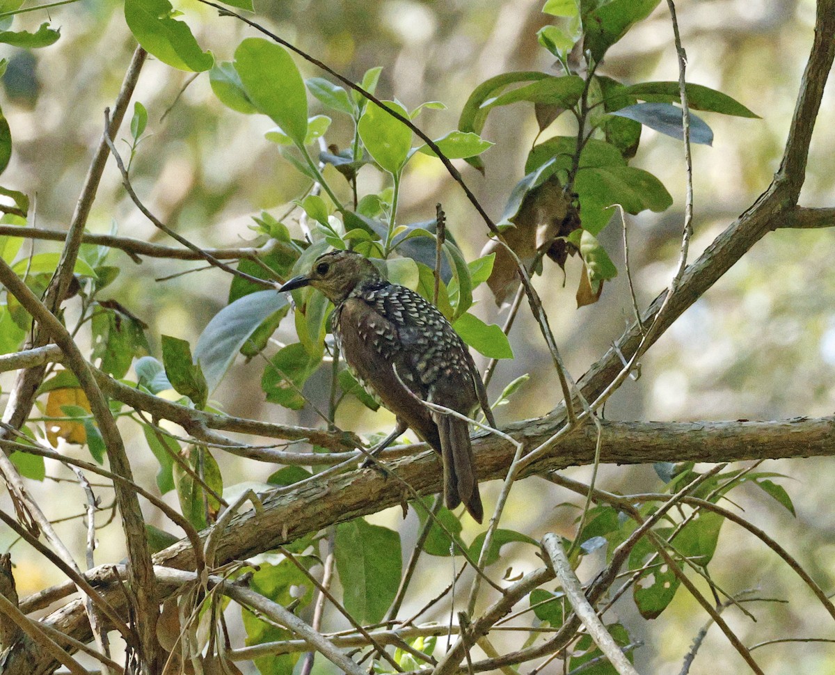 Regent Bowerbird - ML643265919