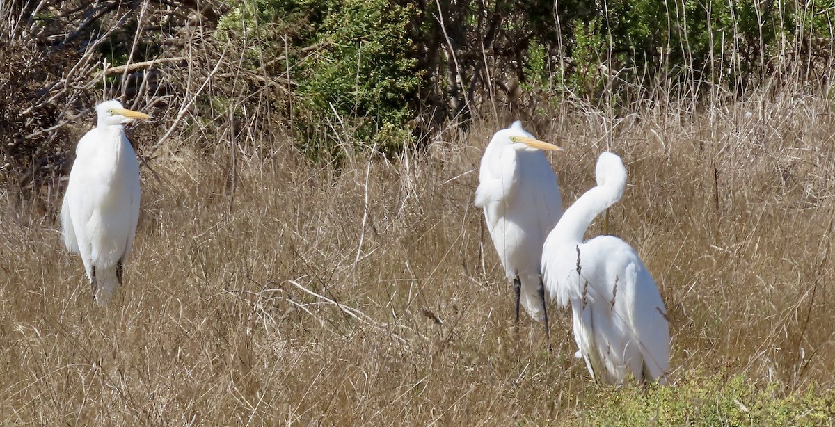 Цасч дэглий - ML643265920