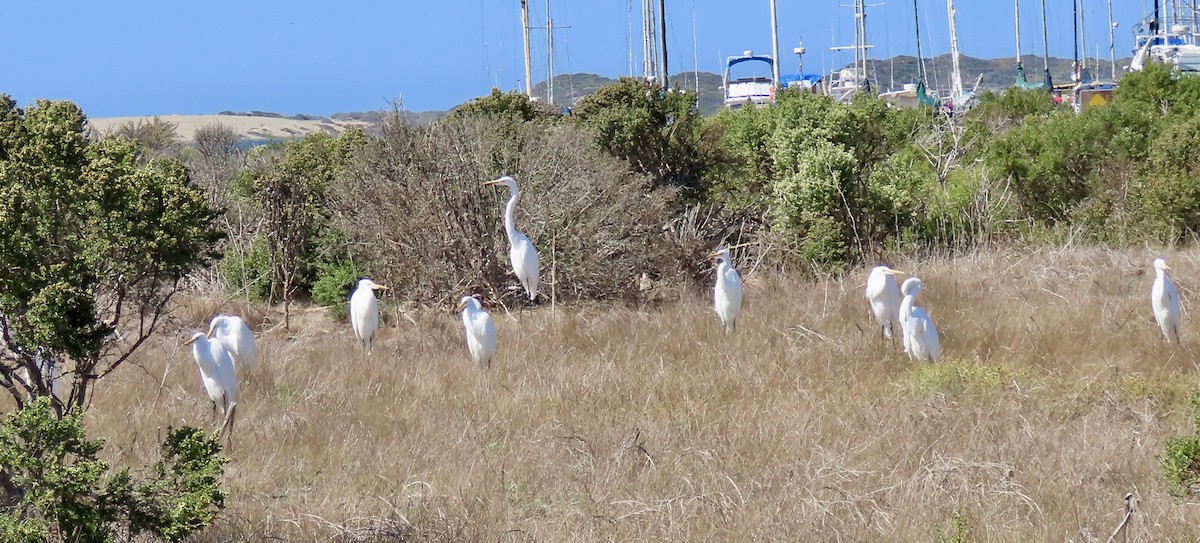 Цасч дэглий - ML643265924