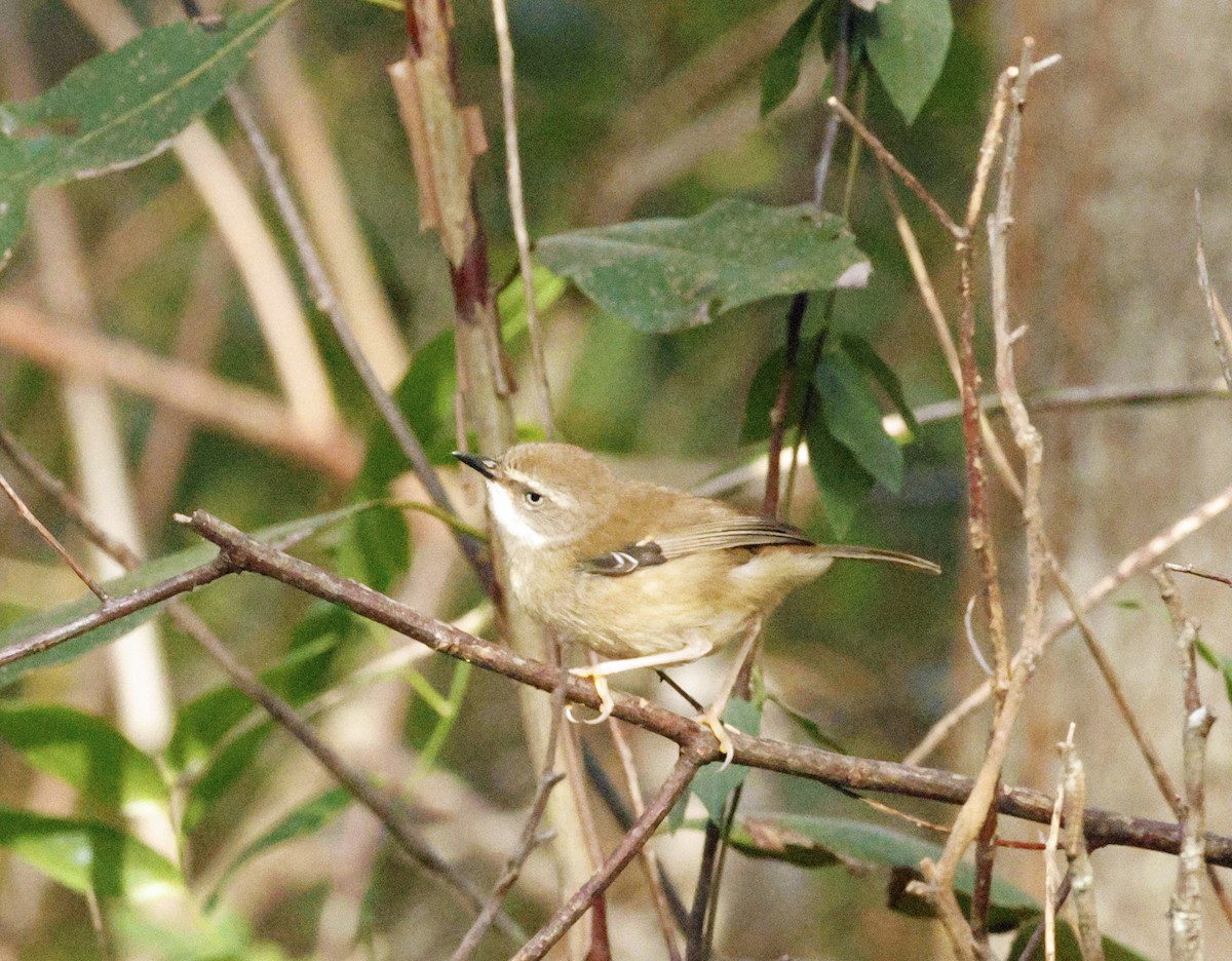 White-browed Scrubwren - ML643265936