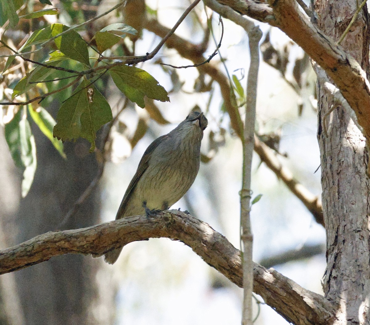 Gray Shrikethrush - ML643265947
